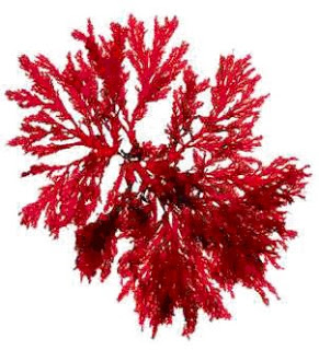 astaxanthin_clanek20